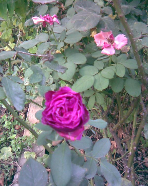 Name:  g-6.jpg
Views: 353
Size:  72.5 KB