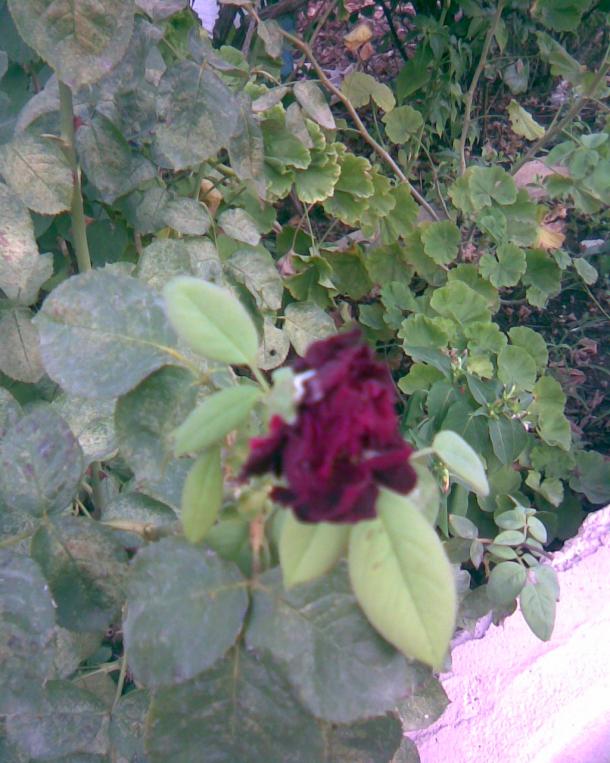 Name:  g-7.jpg
Views: 346
Size:  72.3 KB