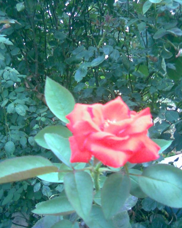Name:  g-8.jpg
Views: 353
Size:  71.8 KB