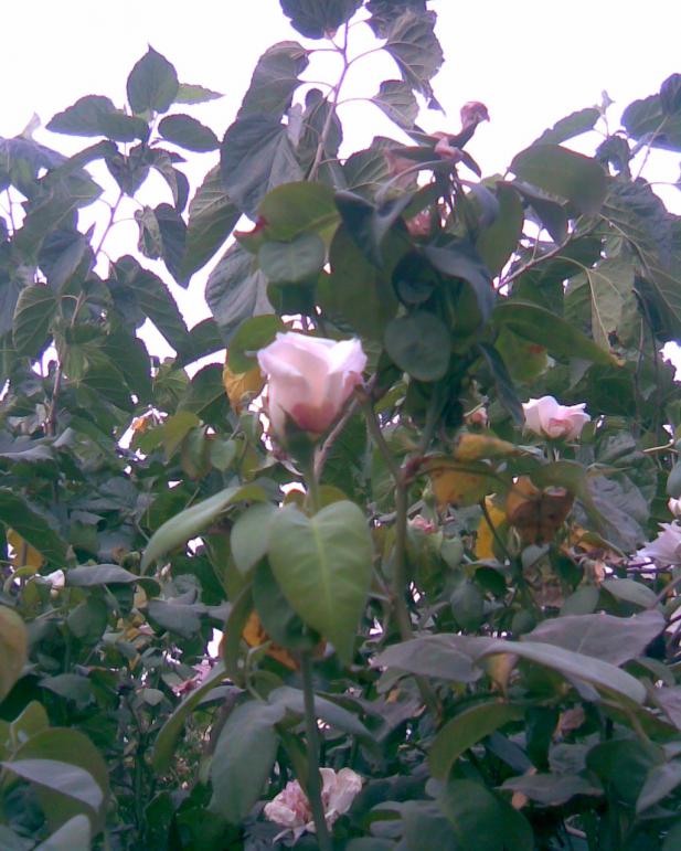 Name:  g-10.jpg
Views: 355
Size:  72.2 KB