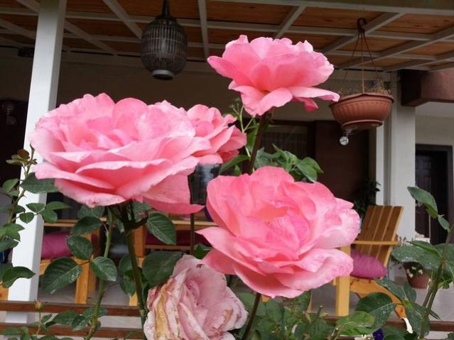 Name:  10730769_10153656974428415_5721165211679363197_n.jpg
Views: 398
Size:  48.6 KB