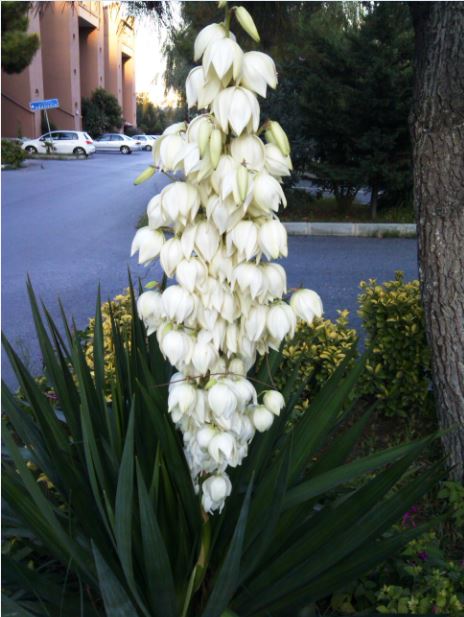 Name:  yu.JPG
Views: 499
Size:  58.2 KB