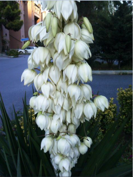 Name:  yu1.JPG
Views: 687
Size:  55.3 KB
