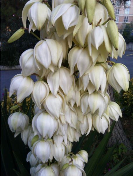 Name:  yu2.JPG
Views: 664
Size:  51.5 KB