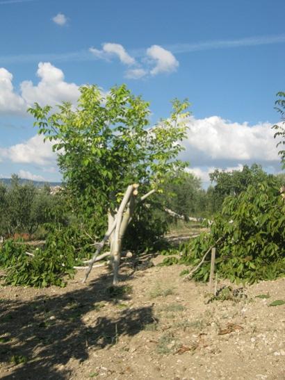Name:  hasat sonras.jpg
Views: 958
Size:  46.4 KB