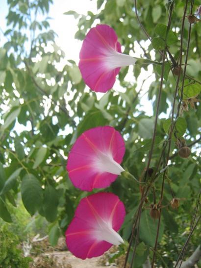 Name:  sabah s.--.jpg
Views: 898
Size:  40.1 KB