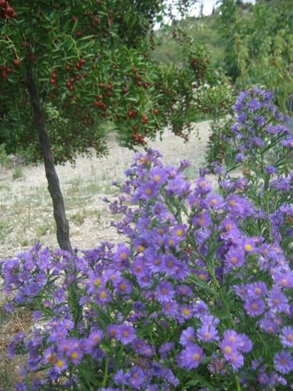Name:  aster--.jpg
Views: 969
Size:  54.7 KB