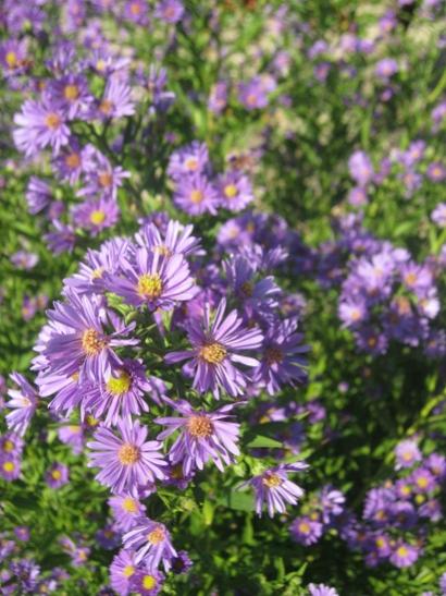 Name:  aster1.jpg
Views: 931
Size:  49.3 KB
