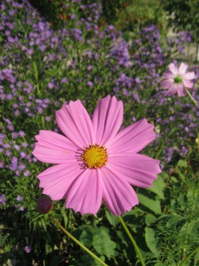 Name: cosmos.jpg
Views: 954
Size: 42.8 KB