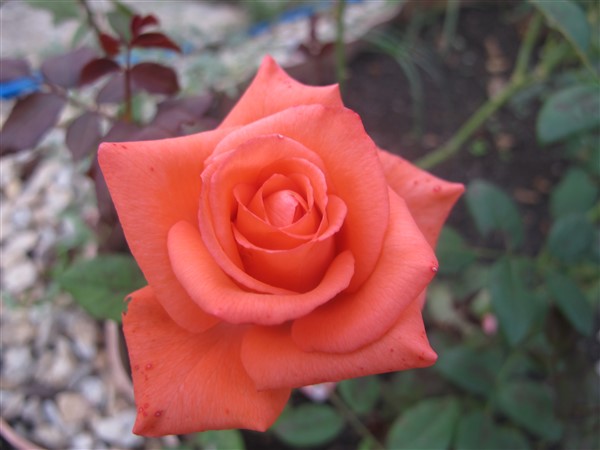 Name:  IMG_7321 (600 x 450).jpg
Views: 648
Size:  46.6 KB