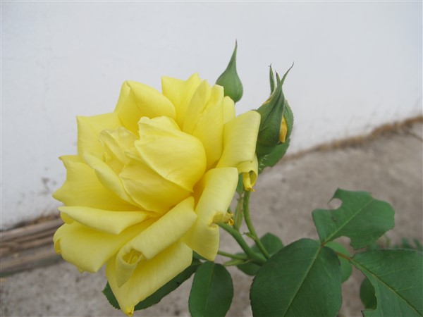 Name:  IMG_7322 (600 x 450).jpg
Views: 667
Size:  37.9 KB