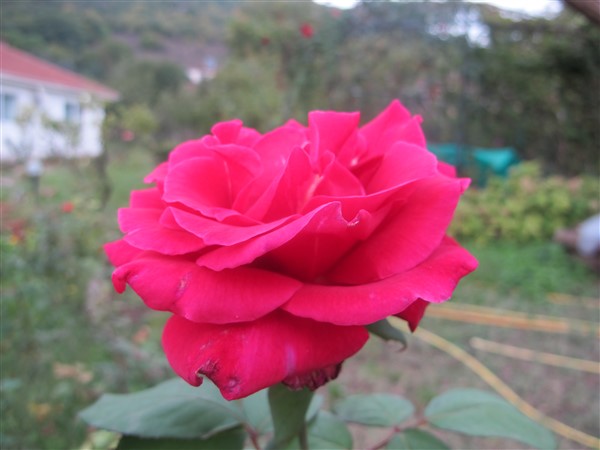 Name:  IMG_7317 (600 x 450).jpg
Views: 680
Size:  47.3 KB