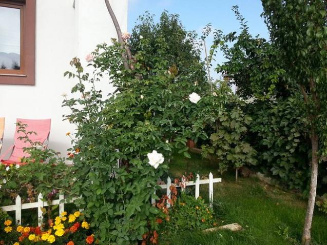 Name:  12122865_10153675212118415_4091766449855311152_n.jpg
Views: 381
Size:  71.1 KB