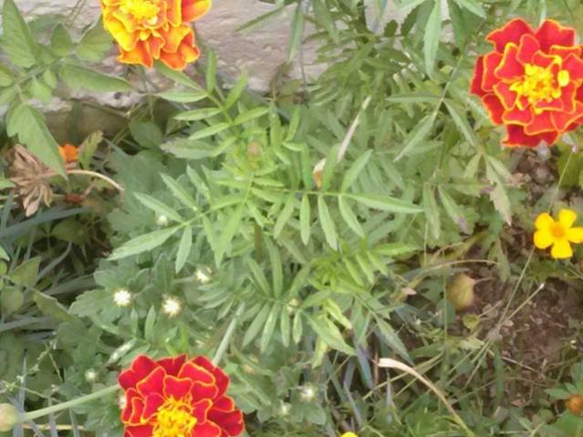Name:  12074814_10153679976253415_4795754727210313285_n.jpg
Views: 349
Size:  55.6 KB