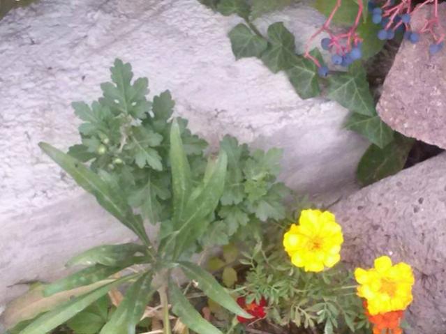 Name:  12107841_10153679976368415_3033671449280921514_n.jpg
Views: 350
Size:  42.5 KB