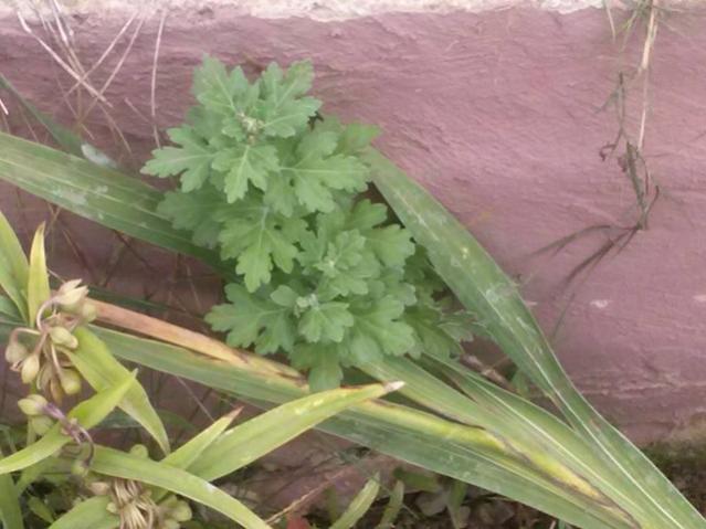 Name:  12122408_10153680091563415_4233542401640383631_n.jpg
Views: 341
Size:  42.3 KB