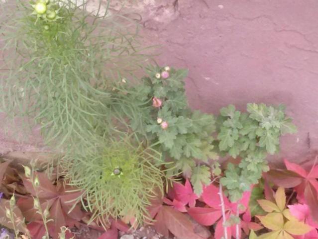 Name:  12096412_10153680093493415_314823020677628200_n.jpg
Views: 329
Size:  41.3 KB