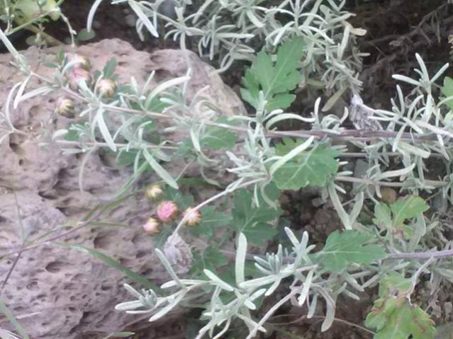 Name:  12109283_10153680094978415_838348945193605977_n.jpg
Views: 333
Size:  58.2 KB