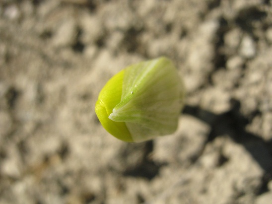 Name:  gz idemi.jpg
Views: 881
Size:  57.2 KB
