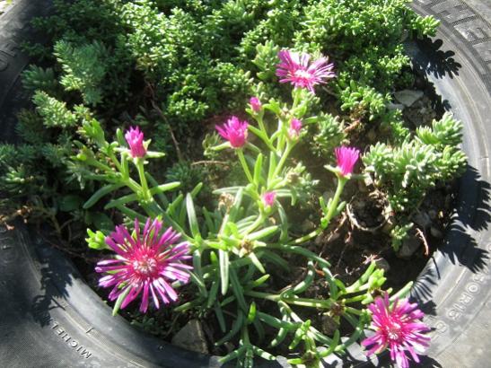 Name:  delosperma.jpg
Views: 824
Size:  61.0 KB