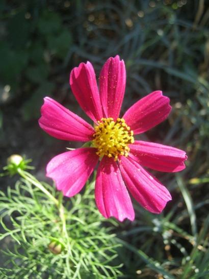 Name:  cosmos.jpg
Views: 825
Size:  35.5 KB