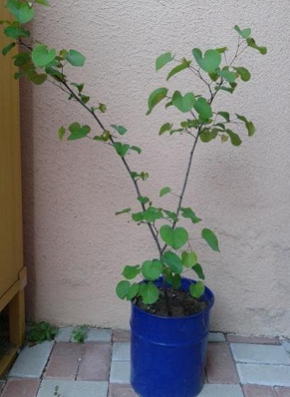 Name:  erguvan.jpg
Views: 1117
Size:  34.2 KB