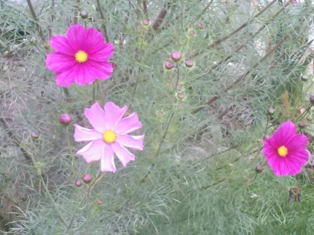 Name:  12112338_10153679975763415_4516828233084782042_n.jpg
Views: 606
Size:  54.1 KB