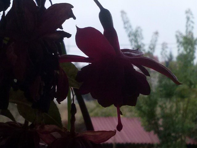 Name:  12039572_10153679921643415_8389136681048440602_n.jpg
Views: 515
Size:  49.8 KB
