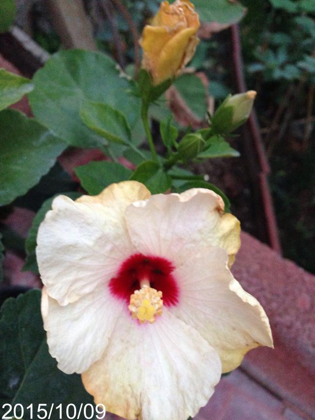 Name:  image.jpg
Views: 674
Size:  66.2 KB