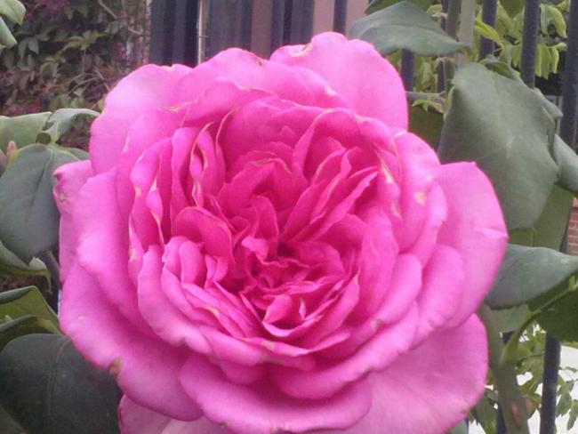Name:  12096078_10153680044293415_127467736451668926_n.jpg
Views: 467
Size:  42.5 KB
