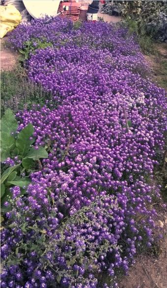Name:  alyssum 11.10.2015.jpg
Views: 769
Size:  67.9 KB