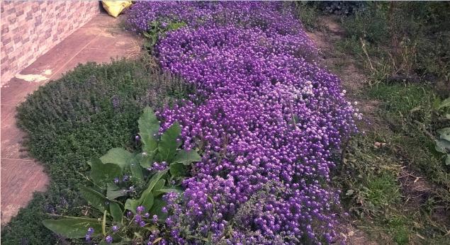 Name:  alyssum 2-11.10.2015.jpg
Views: 821
Size:  69.9 KB