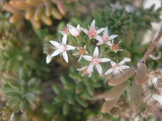 Name:  sedum album.jpg
Views: 944
Size:  29.5 KB