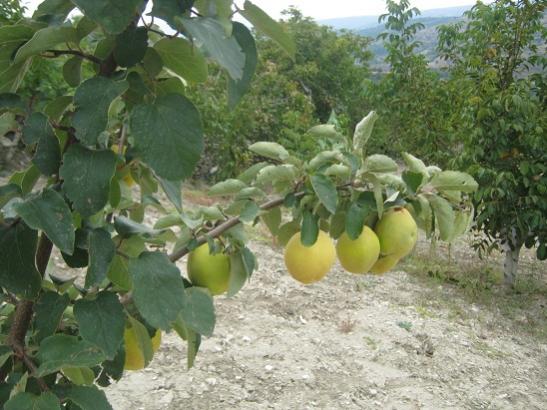 Name:  ayva----.jpg
Views: 748
Size:  47.5 KB