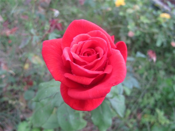 Name:  IMG_7370 (600 x 450).jpg
Views: 543
Size:  52.4 KB