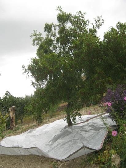 Name:  hnnap hasat.jpg
Views: 980
Size:  38.9 KB