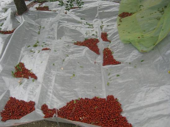 Name:  hnnap hasat1.jpg
Views: 967
Size:  36.1 KB