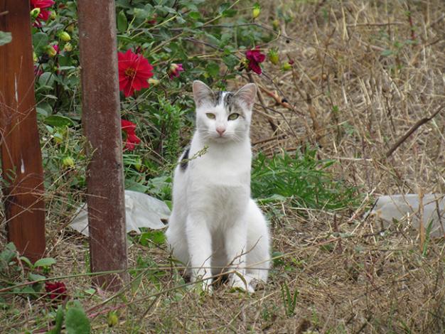 Name:  IMG_0126.jpg
Views: 494
Size:  70.8 KB