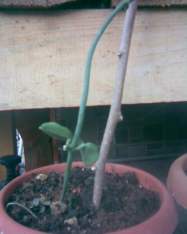 Name:  s.5.jpg
Views: 327
Size:  52.2 KB