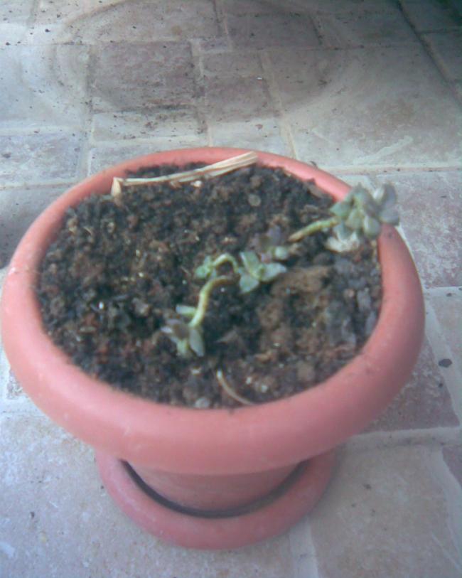 Name:  s.10.jpg
Views: 316
Size:  52.7 KB