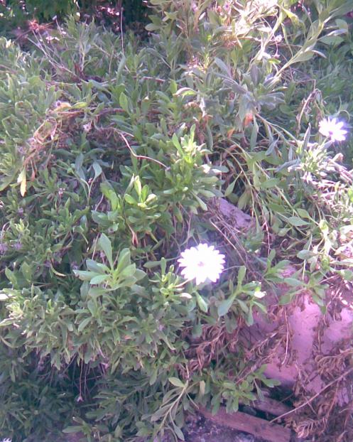 Name:  BODRUM PAPATYASI.jpg
Views: 309
Size:  78.2 KB