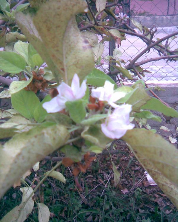 Name:  elma iek at.jpg
Views: 321
Size:  72.3 KB