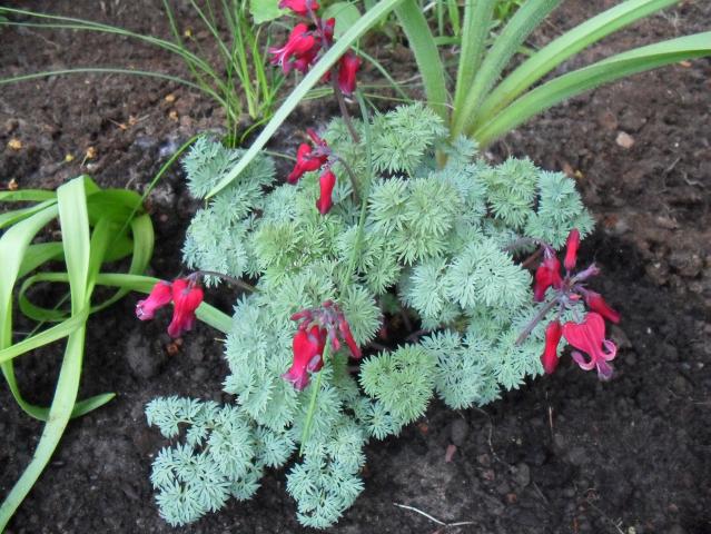 Name:  dicentra-king-of-hearts.jpg
Views: 702
Size:  69.9 KB