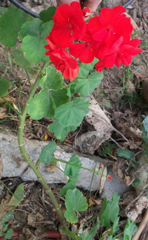 Name:  DSCF8156.jpg
Views: 412
Size:  70.7 KB