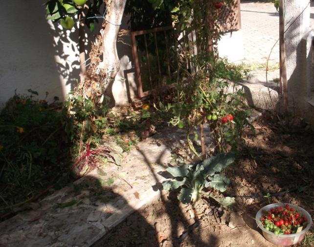 Name:  DSCF8152.jpg
Views: 408
Size:  70.3 KB