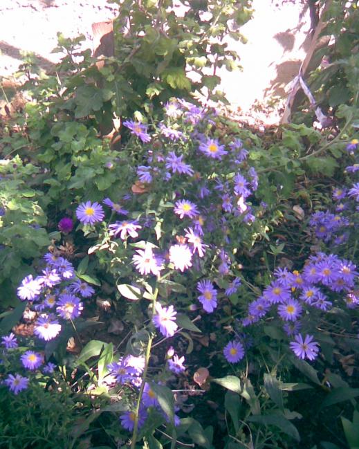 Name:  ASTER.jpg
Views: 293
Size:  77.5 KB