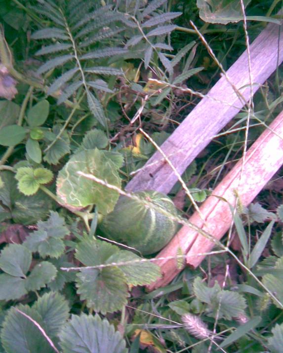 Name:  kaapuz.jpg
Views: 311
Size:  74.2 KB