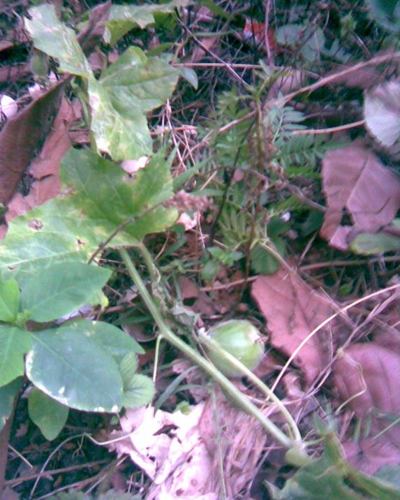 Name:  kapuz.jpg
Views: 287
Size:  73.5 KB