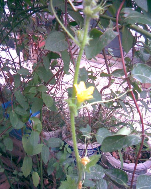 Name:  karpuza devam.jpg
Views: 272
Size:  77.2 KB
