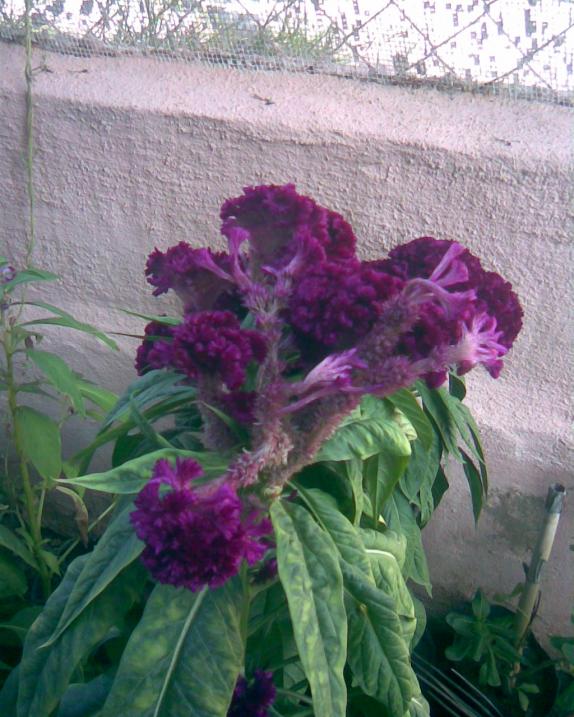 Name:  horoz ibii.jpg
Views: 330
Size:  73.1 KB